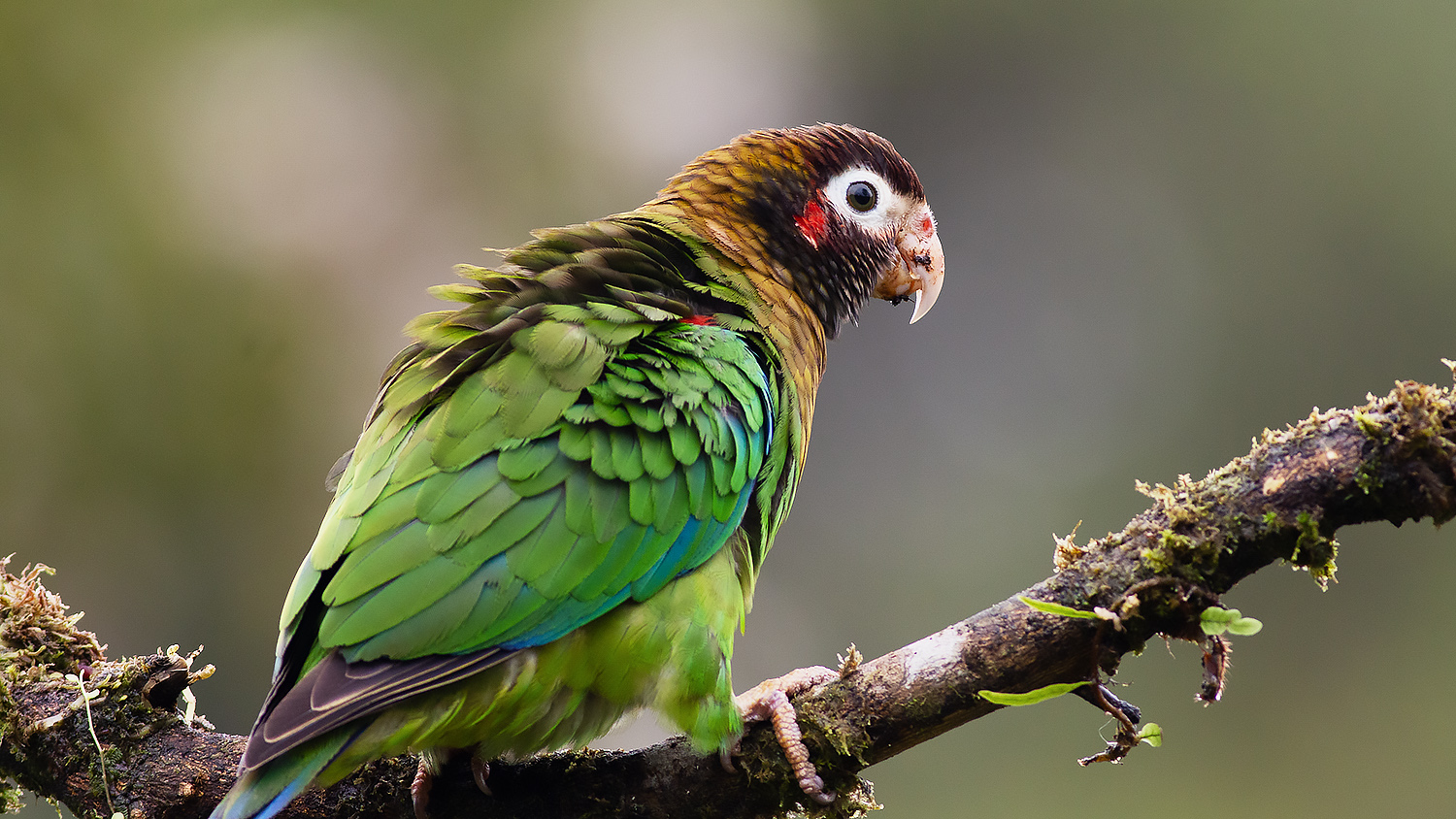 Brown-hooded Parrot — Ana fotoğraf
